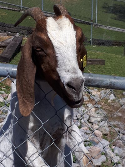 The Big Apple Petting Zoo