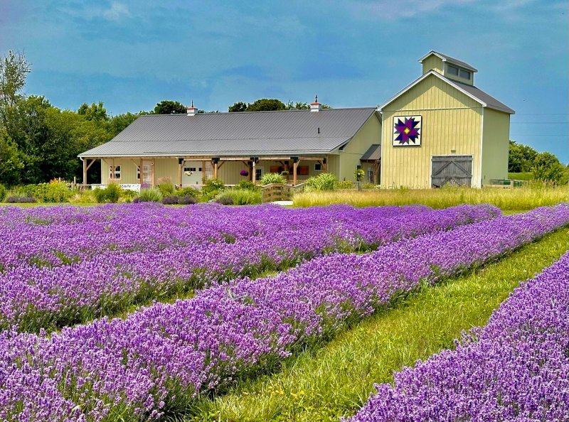 Best Lavender Fields in Ontario