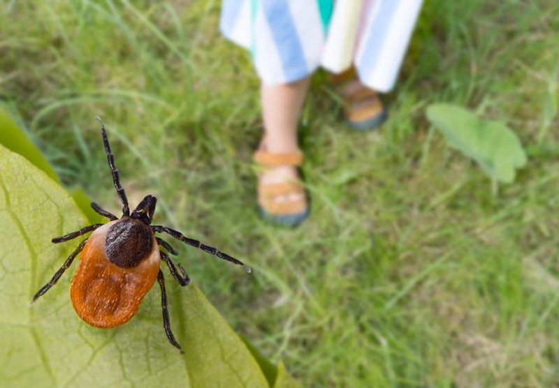 Canadian Ticks are on the Rise: What You Need to Know and Watch Out For