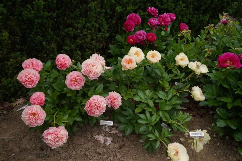 Get Ready for a Blooming Good Time at the Peony Festival in the Charming City of Oshawa