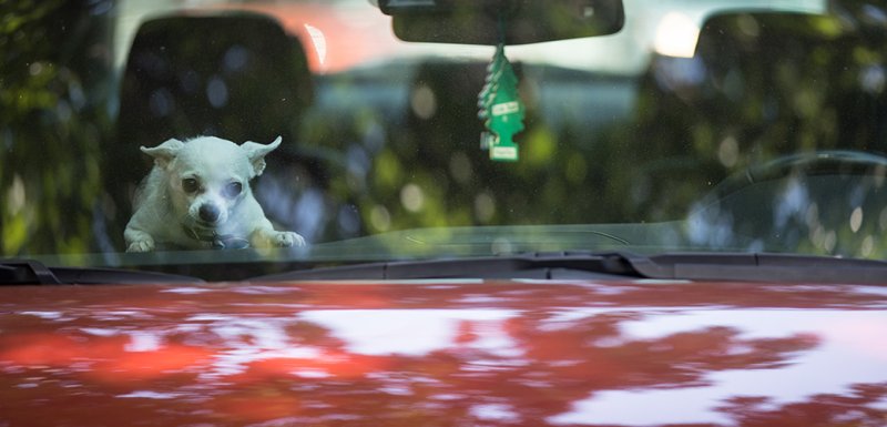 The Silent Danger of Hot Cars: OPP Warns of Life-Threatening Risks to Children and Pets in Ontario