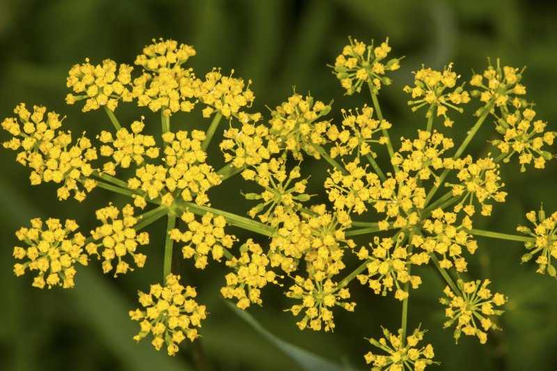 The Deceptive Beauty of Wild Parsnip: A Warning About This Invasive Threat