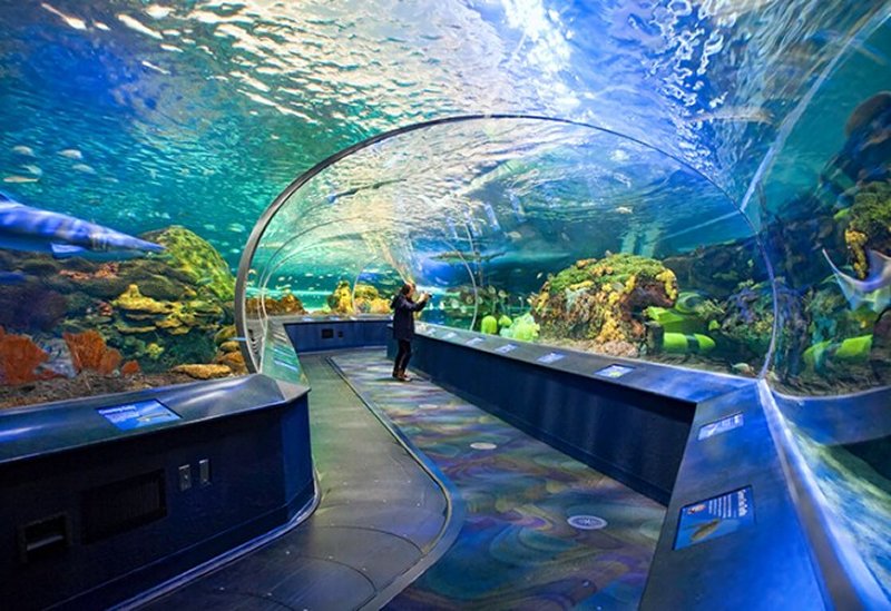 Dive into Fun: Essential Tips for Visiting Ripley's Aquarium of Canada in Toronto