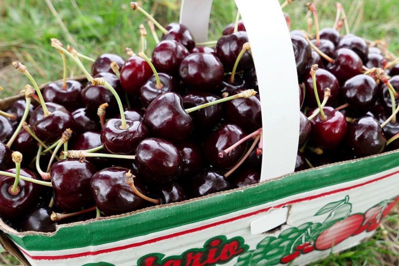 Ontario's Cherry-Picking Extravaganza: More Than Just a Pitter-Patter of Little Feet