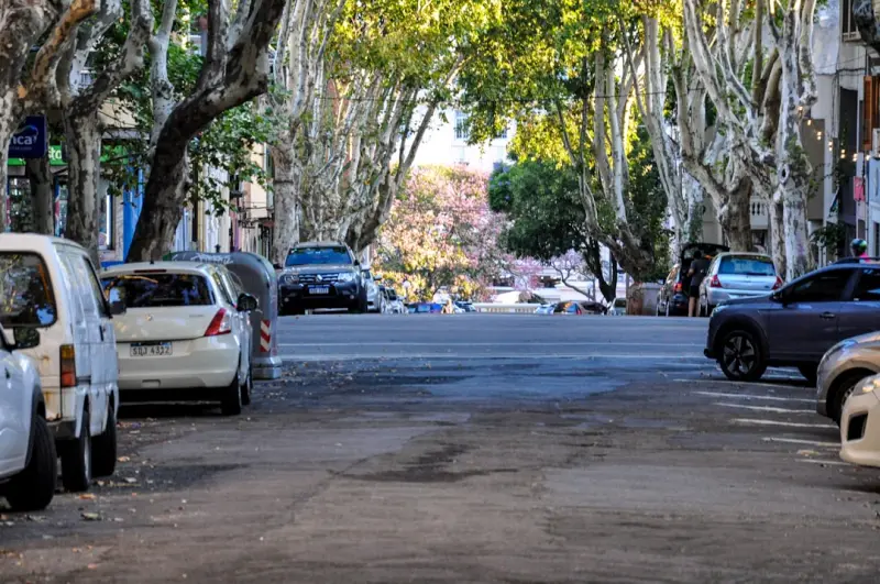 Urban Foraging: Turning City Streets into a Seasonal Superfood Market