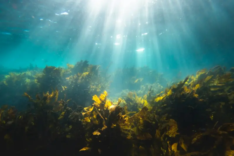 Seaweed Superpowers: Sustainable Nutrition from the Ocean’s Edge