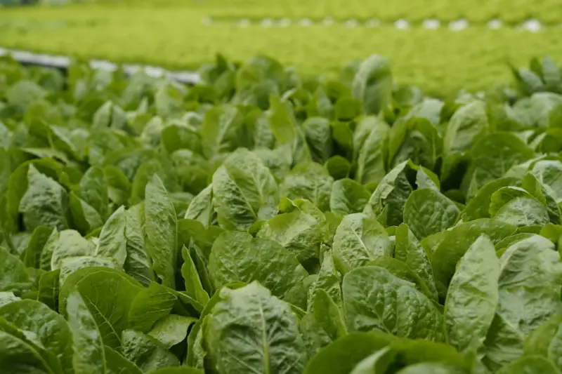 Harvest Timing: How Freshness Shapes Nutrient Power in Your Plate