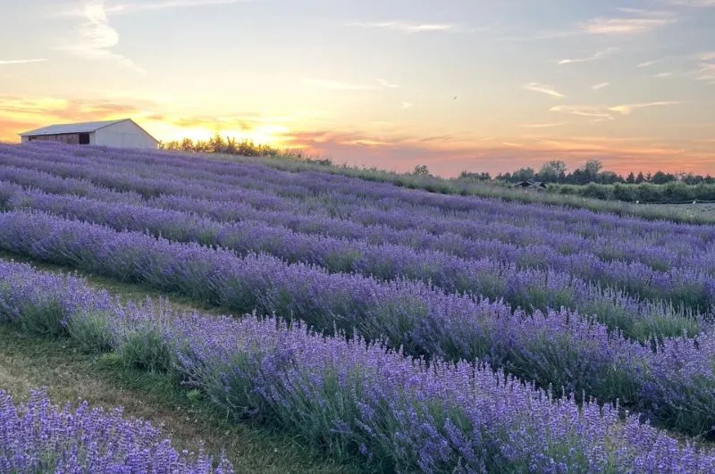Best Lavender Fields in Ontario