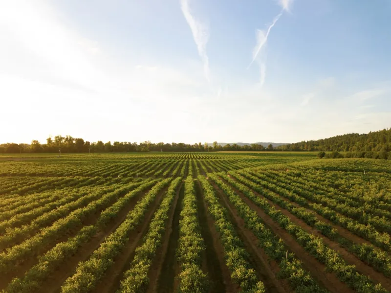 The Future of Canadian Agriculture: Challenges and Opportunities The Future of Canadian Agriculture: Challenges and Opportunities