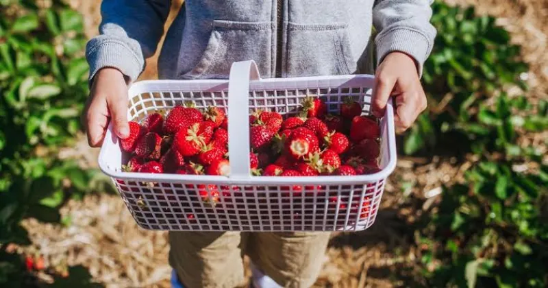 Ontario's Strawberry Fields Beckon: Pick-Your-Own Season is Almost Here! Ontario's Strawberry Fields Beckon: Pick-Your-Own Season is Almost Here!