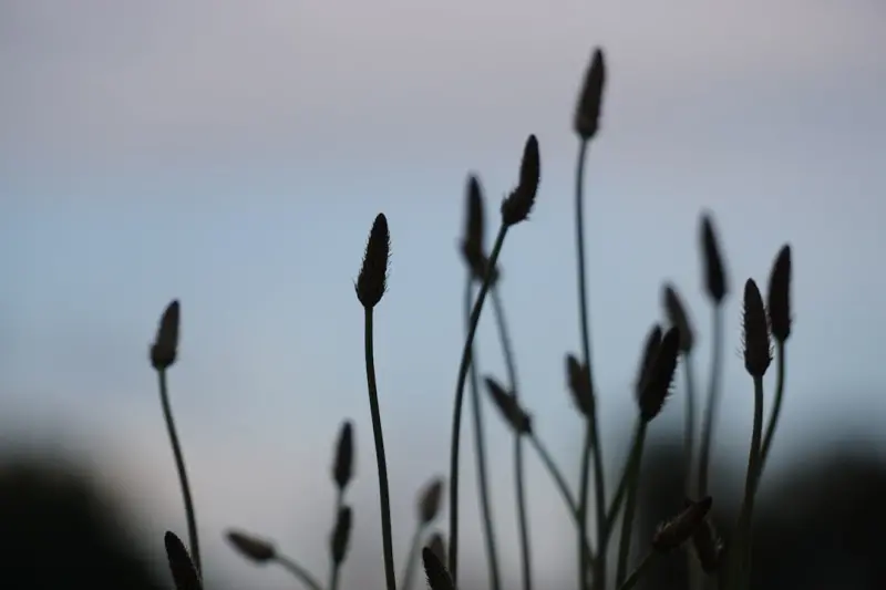 Evening Light, Evening Life: How Simple Nighttime Routines Can Recharge Your Brain Evening Light, Evening Life: How Simple Nighttime Routines Can Recharge Your Brain