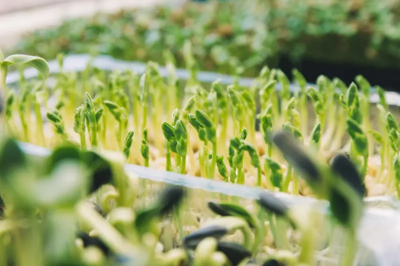 Harvesting Health: How Home-Grown Microgreens Supercharge Your Diet Harvesting Health: How Home-Grown Microgreens Supercharge Your Diet