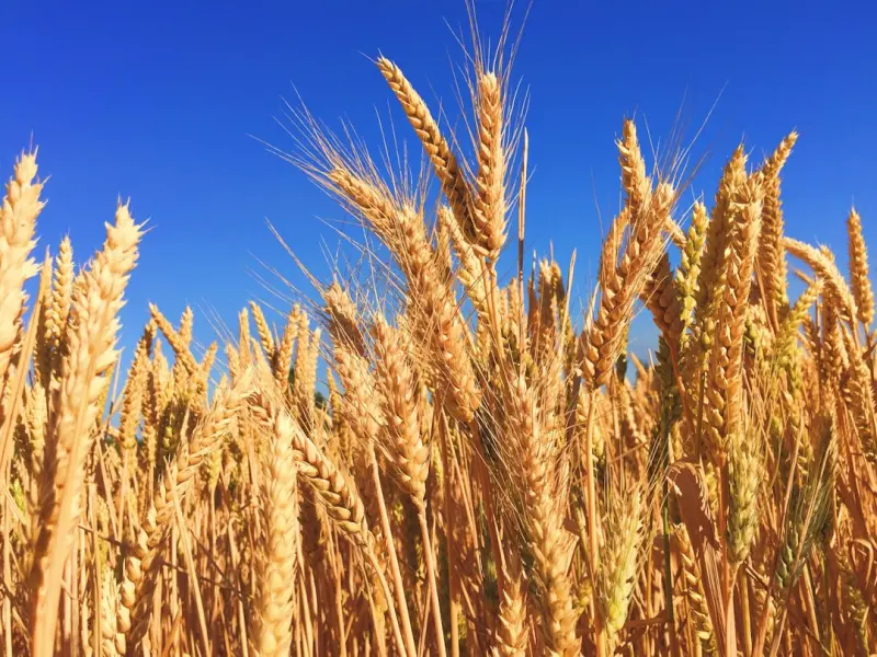Rediscovering Heritage Grains: Ancient Cereals for Modern Kitchens