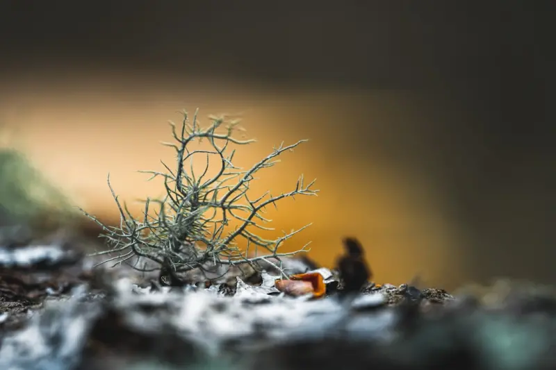 Micro‑Nature Moments: How Tiny Green Breaks Revolutionize Workplace Health