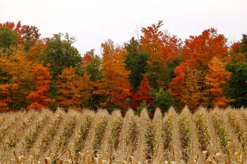 Wild Harvest: Turning Forest Finds Into Nutrient‑Rich Superfoods Wild Harvest: Turning Forest Finds Into Nutrient‑Rich Superfoods