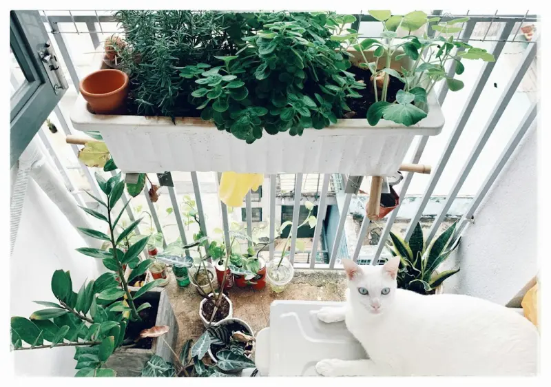 Balcony Harvest: Turning Tiny Spaces into Gourmet Gardens