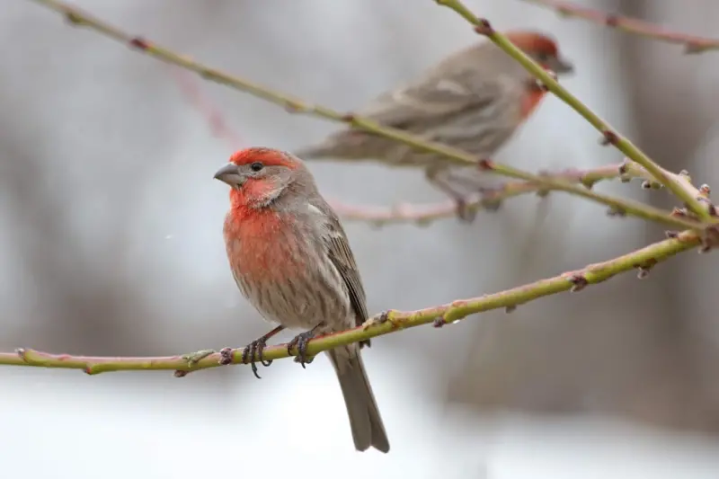 Birdsong in the City: A Canadian Backyard Birdwatching Revival