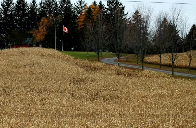 Cultivating Community: How Canadian Farmers are Redefining Rural Life Through CSA Networks
