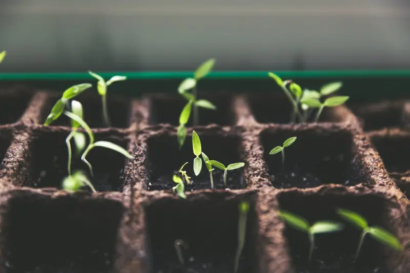Sprouting Secrets: Turning Seeds into Supercharged Snacks Sprouting Secrets: Turning Seeds into Supercharged Snacks