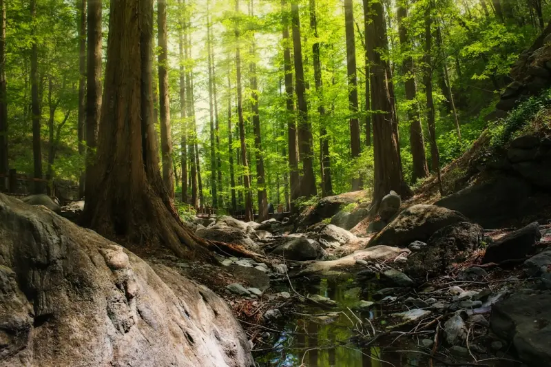 Reboot Your Health: The Power of Forest Bathing for Urban Wellness Reboot Your Health: The Power of Forest Bathing for Urban Wellness