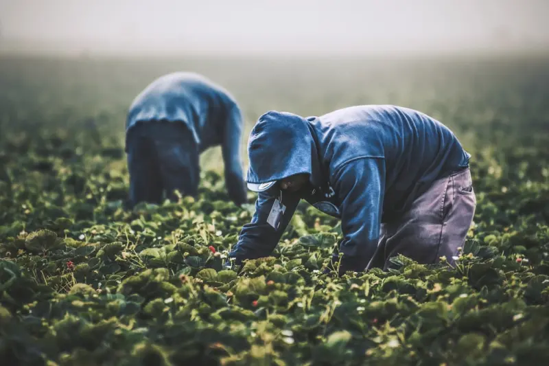 From the Field to the Cloud: Data‑Driven Wins for Canadian Farmers