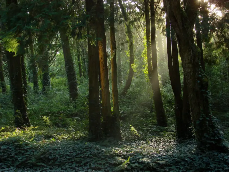 Forest Bathing for Urban Minds: My Journey to a Daily Nature Prescription