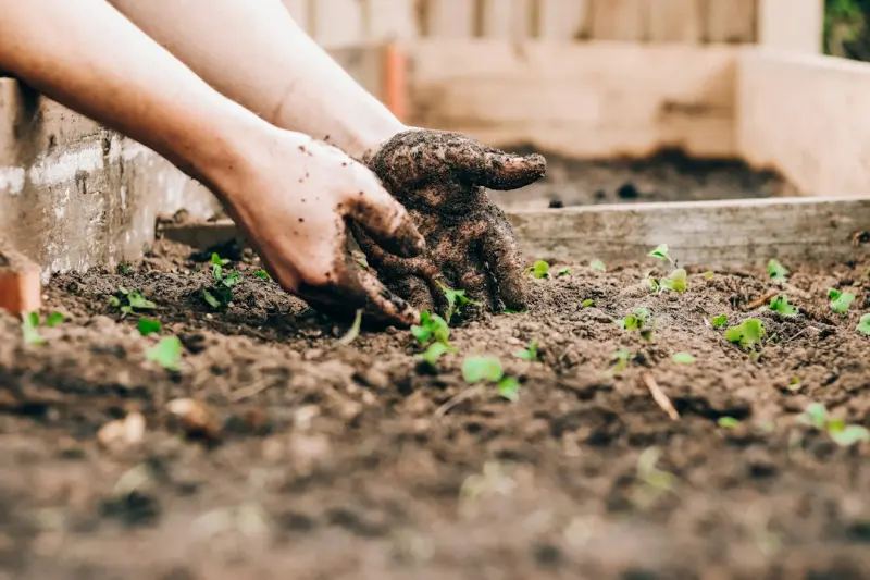 Cultivating a Food Forest: The Urban Gardener’s Guide to Edible Landscapes