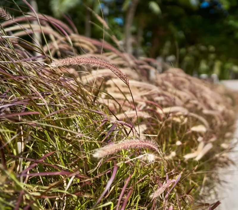 Wild Herb Walks: Turning City Streets into Flavorful Kitchens