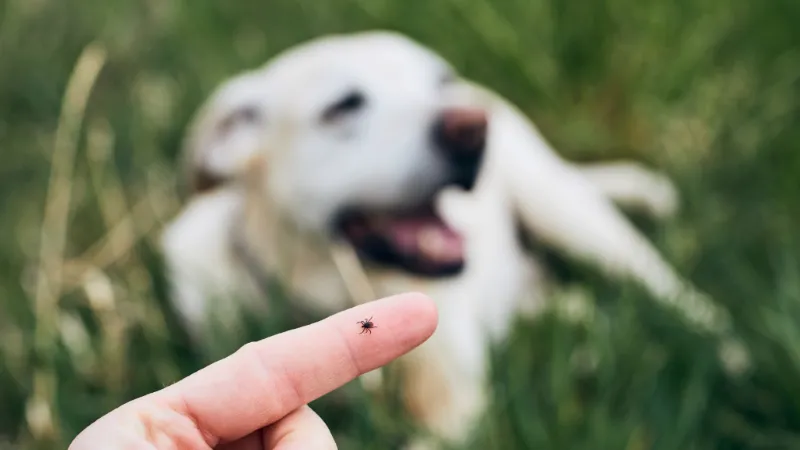 Canadian Ticks are on the Rise: What You Need to Know and Watch Out For Canadian Ticks are on the Rise: What You Need to Know and Watch Out For