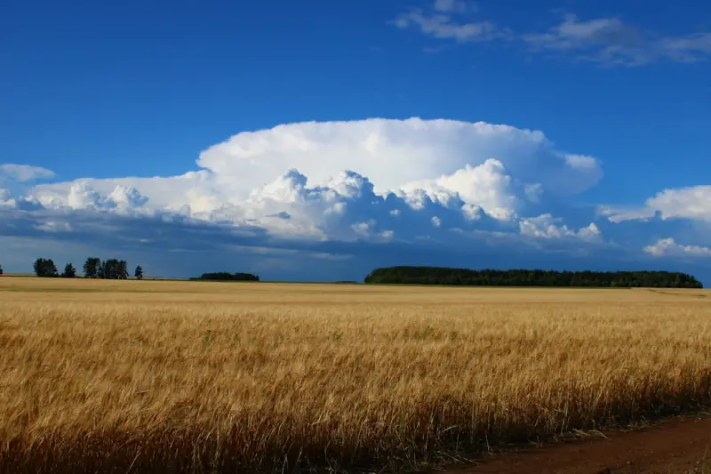 From Field to Cloud: How Canadian Farmers Are Redefining Resilience