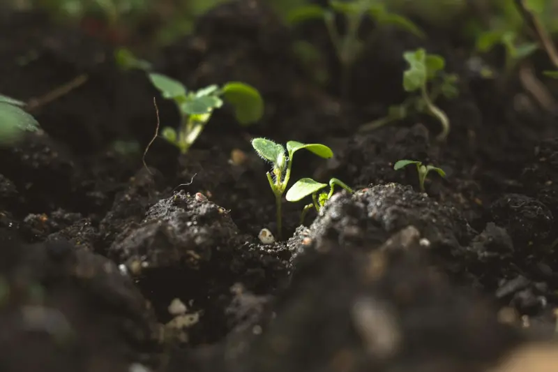 Turning Soil into Strategy: Data‑Driven Farming on the Canadian Prairies