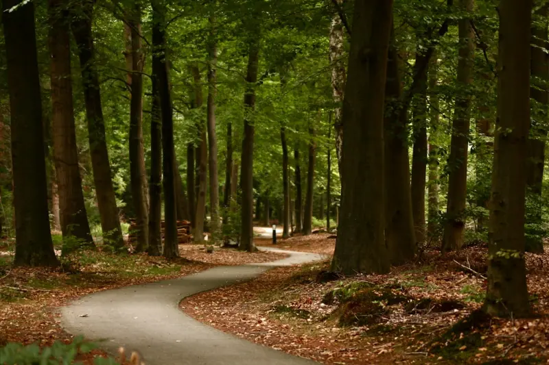 Embracing Forest Bathing: A Modern Path to Natural Wellness Embracing Forest Bathing: A Modern Path to Natural Wellness