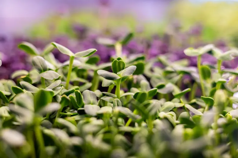 Cultivating Health: How Microgreens Transform Your Daily Nutrition