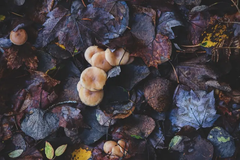 Seasonal Foraging: The Hidden Powerhouse for Modern Nutrition