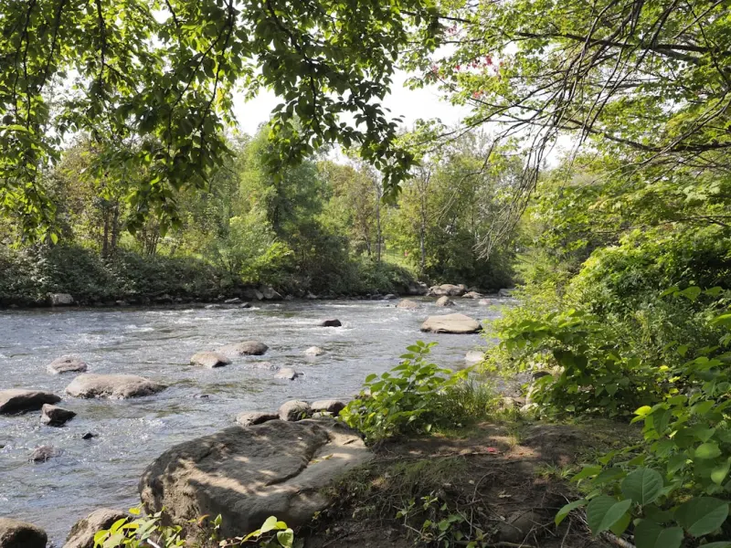 From River to Plate: Ontario’s Freshwater Flavors and How to Cook Them