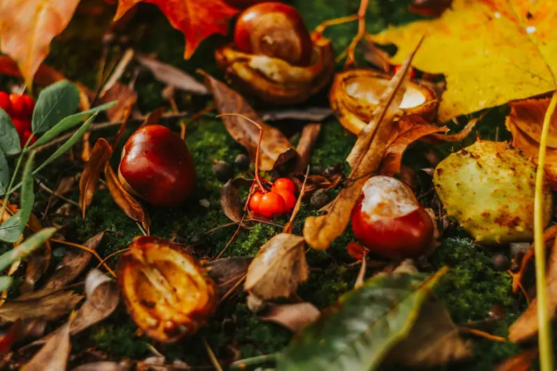 Seasonal Foraging: Unlocking Wild Nutrition for Modern Diets Seasonal Foraging: Unlocking Wild Nutrition for Modern Diets