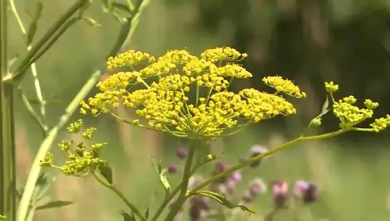 The Deceptive Beauty of Wild Parsnip: A Warning About This Invasive Threat