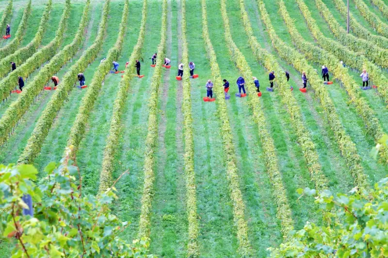 From Field to Forum: How Canadian Farmers Are Shaping Local Food Policy