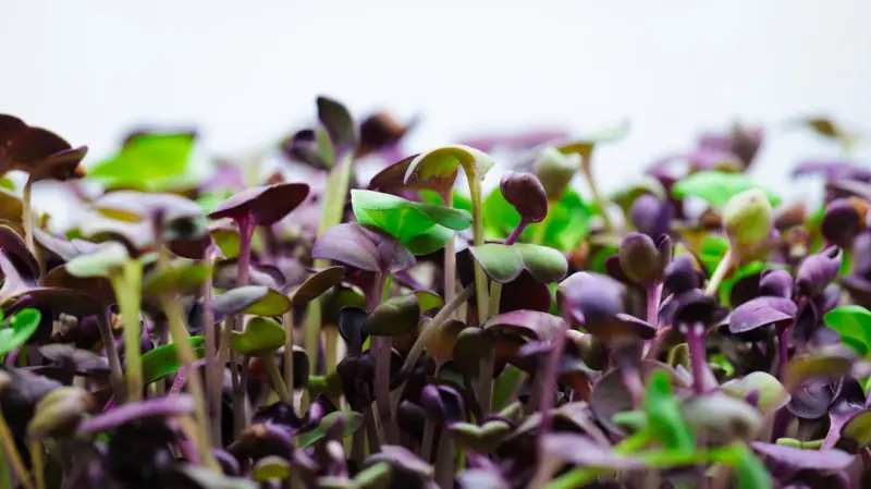 Urban Microgreens: How Tiny Plants Deliver Massive Health Benefits Urban Microgreens: How Tiny Plants Deliver Massive Health Benefits