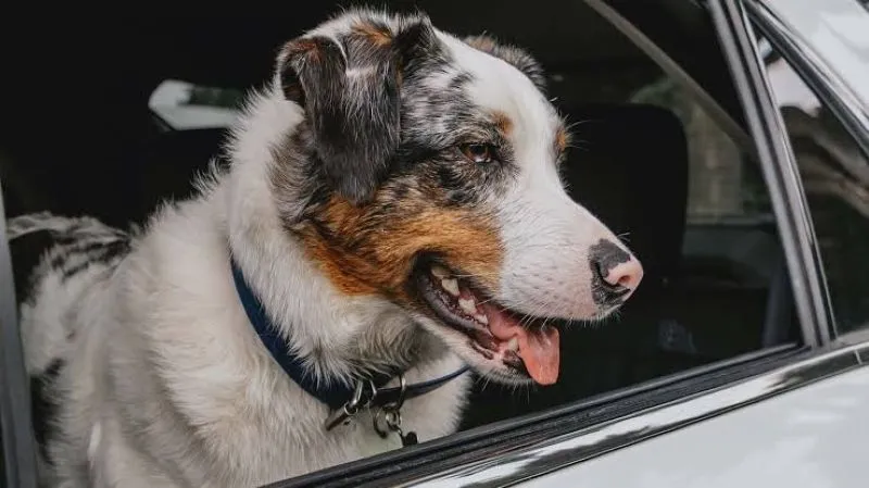 The Silent Danger of Hot Cars: OPP Warns of Life-Threatening Risks to Children and Pets in Ontario The Silent Danger of Hot Cars: OPP Warns of Life-Threatening Risks to Children and Pets in Ontario