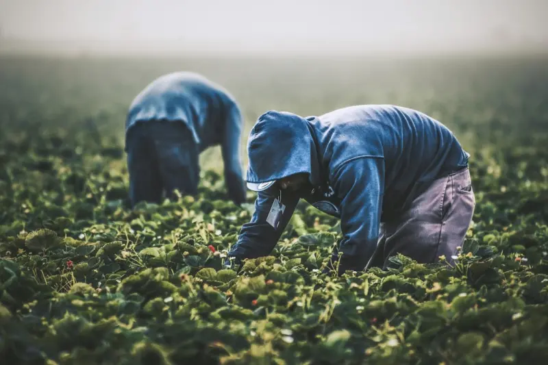 From Soil to Screen: Building a Direct‑to‑Consumer Brand on a Canadian Farm