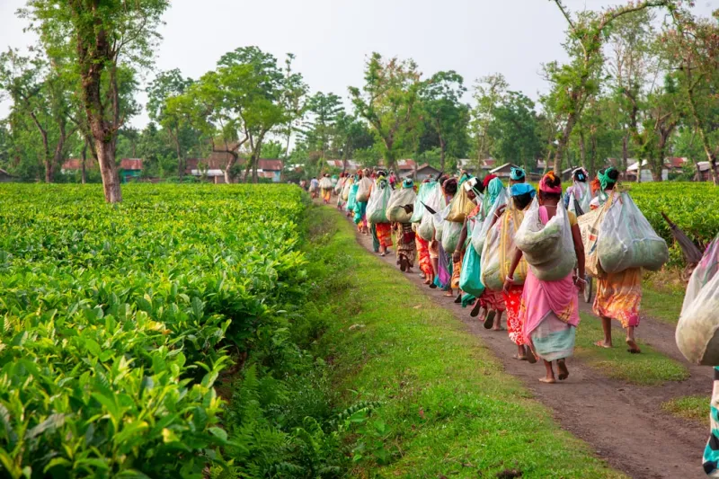 The Impact of Tariffs on Rural Communities: A Call for Change The Impact of Tariffs on Rural Communities: A Call for Change