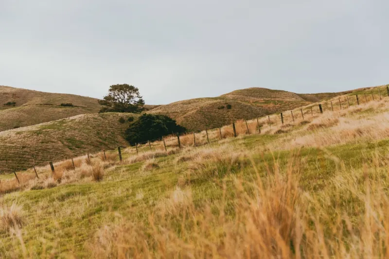 The Connection Between Rural Mental Health and Canadian Cuisine
