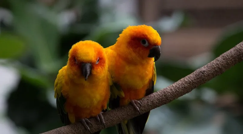 Experience the Magic of Bird Kingdom in Niagara Falls: An Unforgettable Attraction Awaiting You Experience the Magic of Bird Kingdom in Niagara Falls: An Unforgettable Attraction Awaiting You