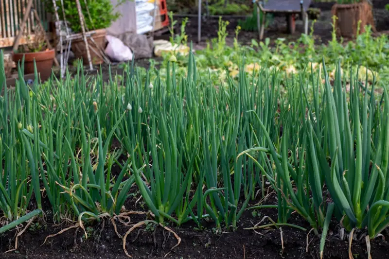 Cultivating a Kitchen Garden: How Micro‑Harvests Boost Everyday Wellness