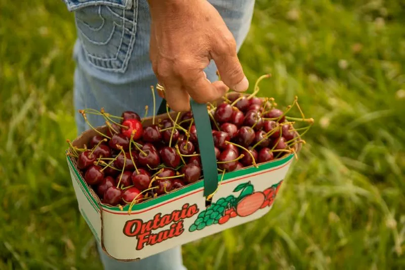 Ontario's Cherry-Picking Extravaganza: More Than Just a Pitter-Patter of Little Feet Ontario's Cherry-Picking Extravaganza: More Than Just a Pitter-Patter of Little Feet